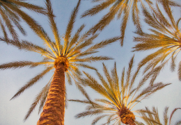 Bons plans et erreurs à éviter - Californie